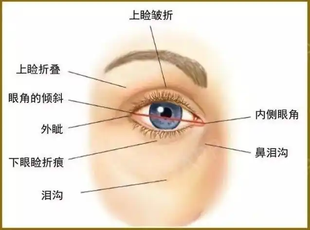 上睑下垂和上睑松弛是一样的吗