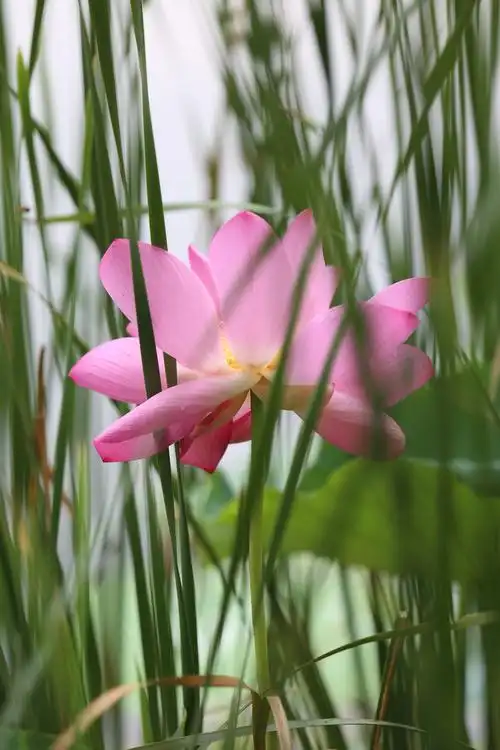 接天莲叶无穷碧,映日荷花别样红.