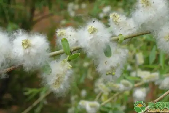 杨絮和柳絮的区别
