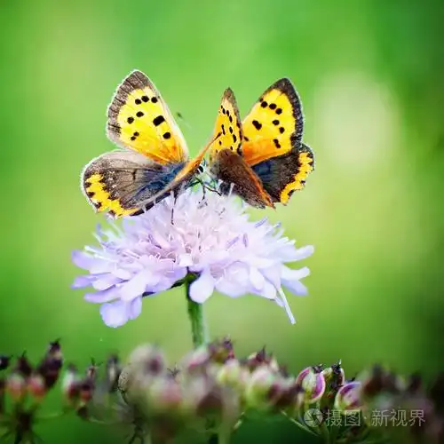 两只蝴蝶在花上