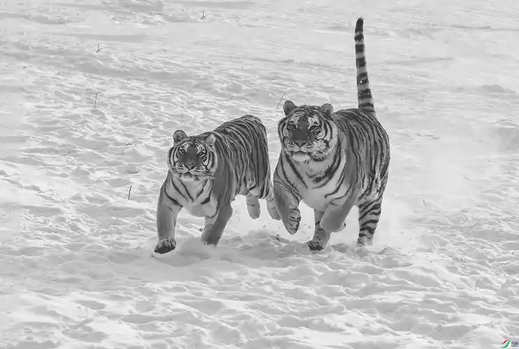 黑白2虎奔跑_黑白.jpg