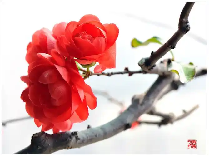 【花卉摄影】海棠花开红艳艳(日本海棠)