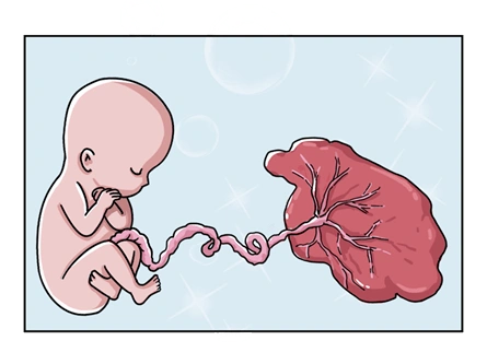 "人中黄"究竟是什么味道?有人帮你们尝过了……_胎盘