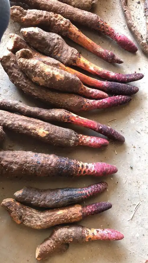 中药锁阳能温阳补肾壮阳,益肠通便 _功效与作用