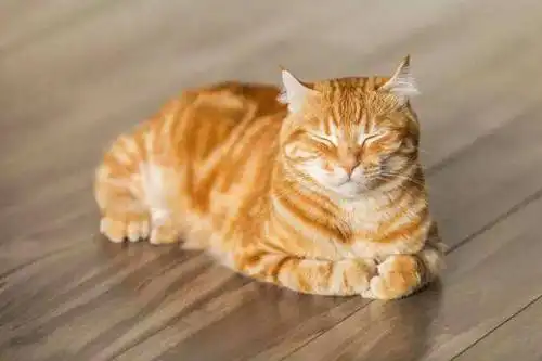 the complicated truth about a cats purr