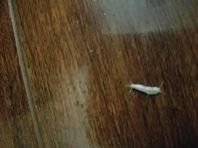 谁知道这是什么虫子?(白色的)