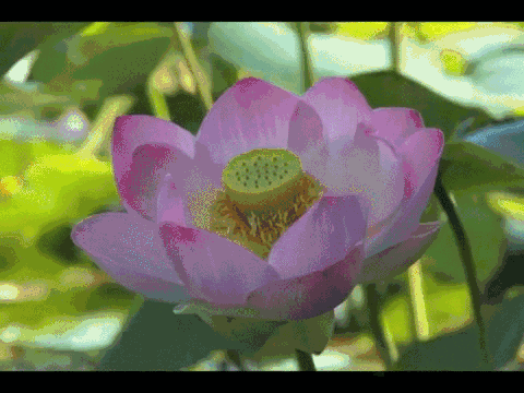 3."小荷才露尖尖角,早有蜻蜓立上头.