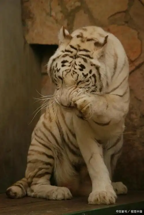 呆萌的可爱老虎