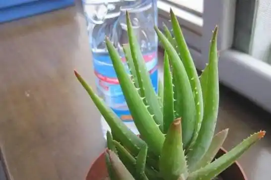 养芦荟原来有这么多好处,不养可真亏大了!_美容_汁液
