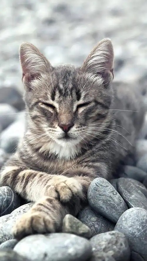 萌宠小猫咪,高清图片,手机锁屏桌面-壁纸族