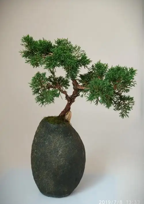 泰山顶上一青松