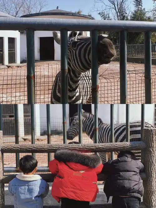 泰州动物园虽小但对娃来说乐趣足以亲子游