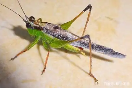 昆虫鉴赏:悦鸣草螽