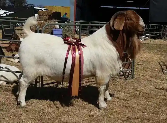 波尔山羊,种山羊. - 2020年最新商品信息聚合专区 - 百度爱采购