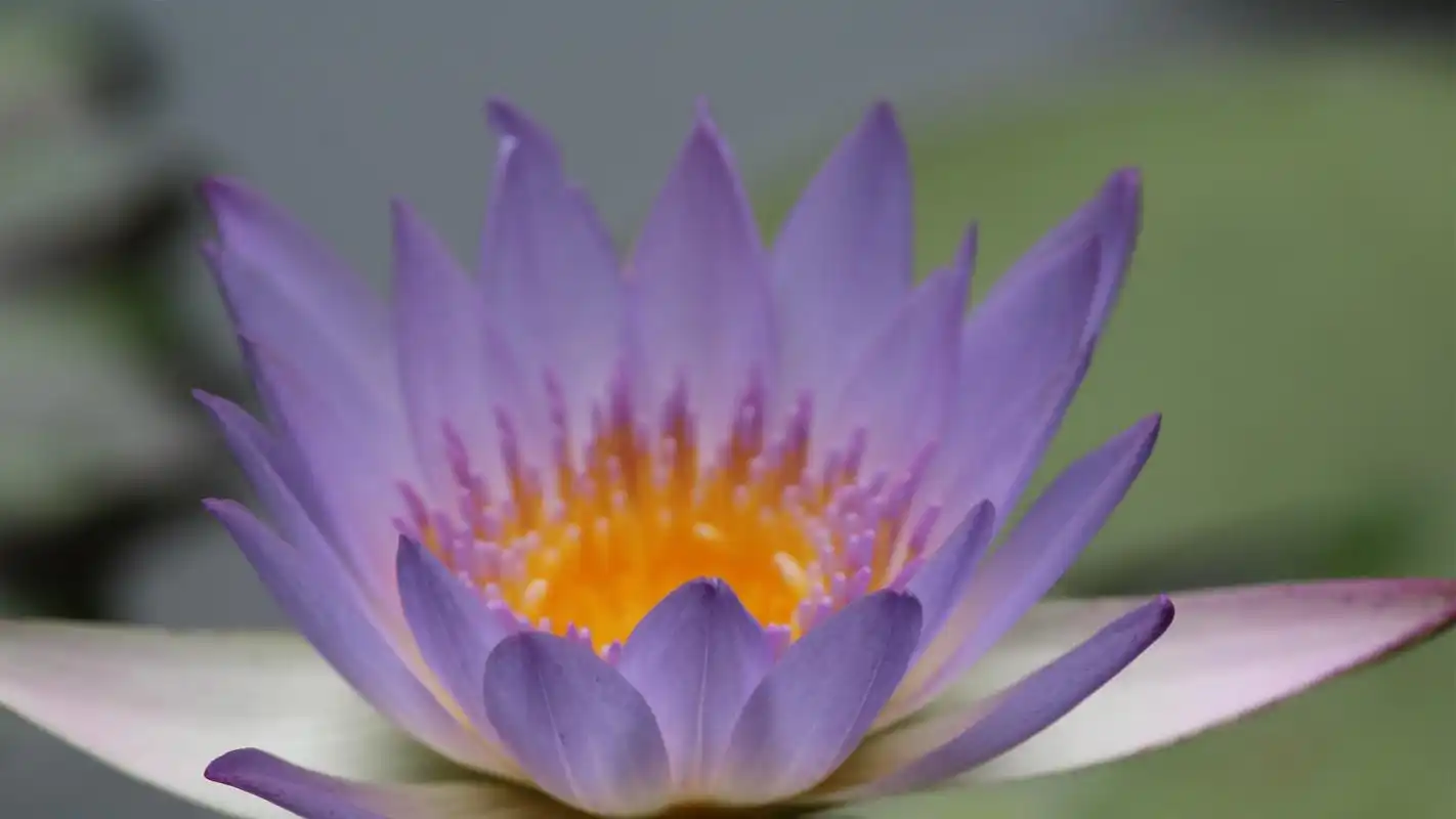 上一张 下一张 简介 唯美紫色花朵图片高清电脑壁纸,一组唯美清新好看