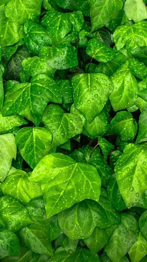 壁纸 许多绿色叶子,水滴 3840x2160 uhd 4k 高清壁纸, 图片, 照片