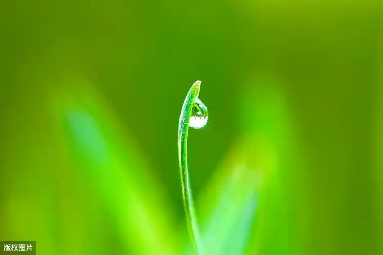 满分作文《春天来了》_小草