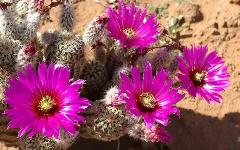 仙人掌粉红色的花朵,针头,沙漠植物 壁纸 - 1920x1200