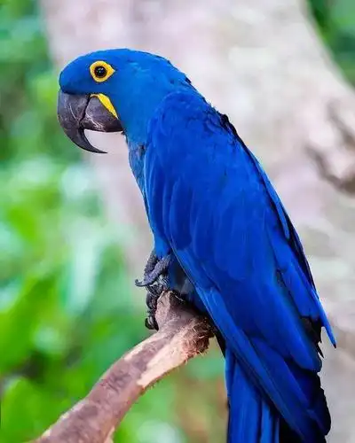 好炫彩好夺目紫蓝鹦鹉的狂欢节