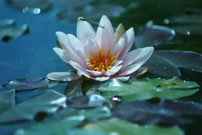 荷花是印度的国花,印度荷花主要有七种,故有"七宝莲花"之称.