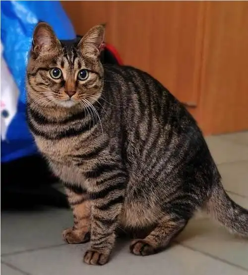 另外,还有我国土生土长的狸花猫,经过自然淘汰下的品种,颜值虽然不是