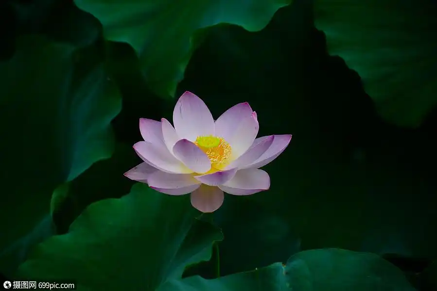 荷花花卉莲花高清图片素材