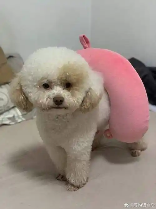 寻狗启示 #西安# 特征:白色泰迪 八岁. 来自寻狗调查所 - 微博