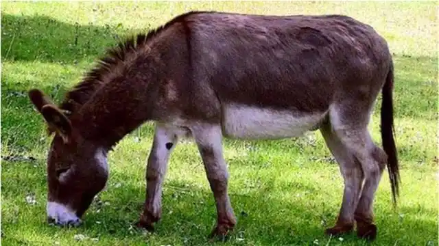 农民用 b>马和驴杂交 /b>出骡子,是用来做什么事的?看完长见识