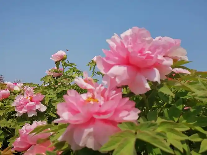 当牡丹遇上蓝天时