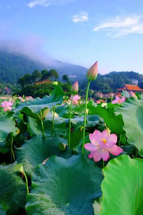 湖南南岳衡山风光四绝之一的水帘洞景区,风景秀丽,百亩荷园荷花盛开