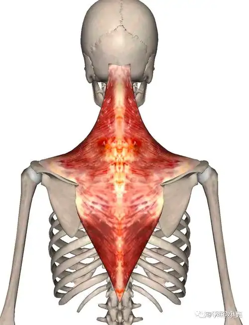 症状斜方肌触发点是引起头部和颈部疼痛的主要原因之一斜方肌总共有
