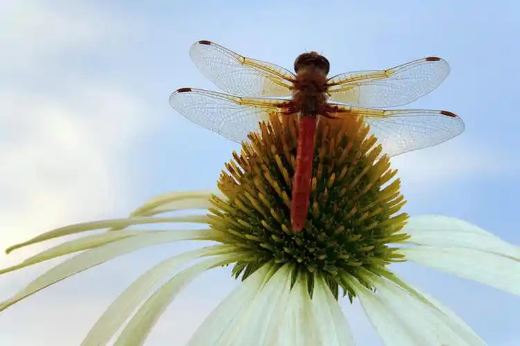 特写,白天,仰视,伸展,张开,展翅,阴影,朦胧,模糊,盛开,光线,翅膀,蜻蜓