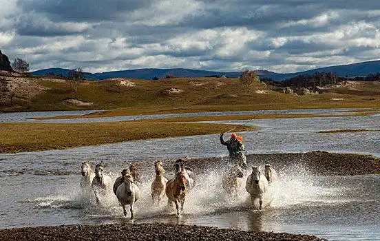 秋天河北承德坝上草原上奔跑的马