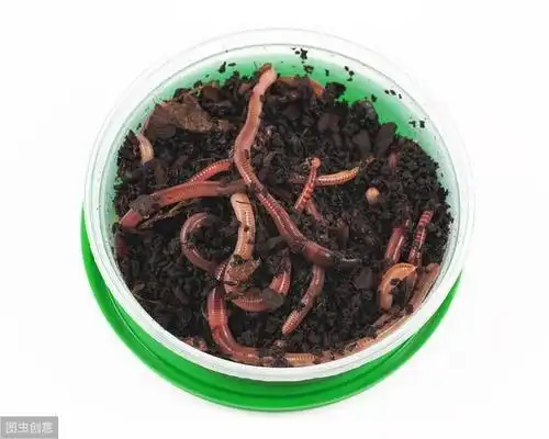 夏季作钓饵料腥香酸臭,该怎么选