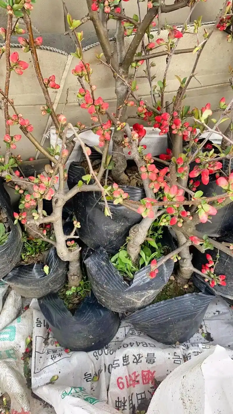 上热门话题979797 (暴富组合)东洋锦复色海棠花 红牡 - 抖音