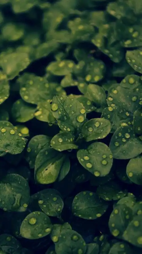 600_1067竖版 竖屏