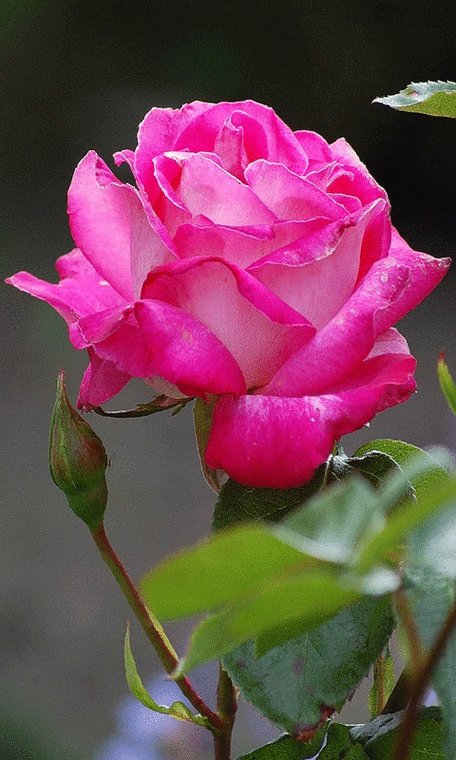 转采于2018-02-07 21:55:10#gif# #鲜花# #玫瑰#花朵动态图8ndhycnu同