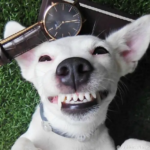 一见到花就心花怒放,咬,放上鼻子上,还会wink,露牙齿假假的笑[偷笑]