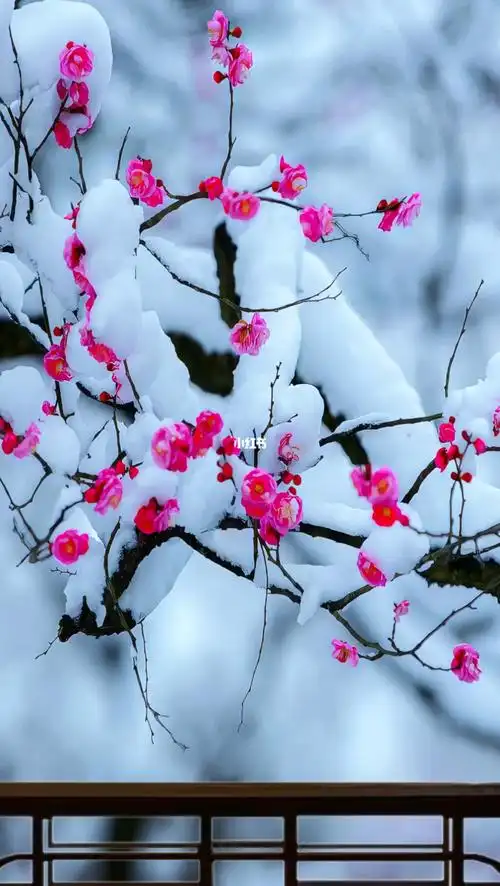 梅花爱雪雪不知,开在雪中做情痴.芳心碎落三千瓣,片片香魂皆成诗!
