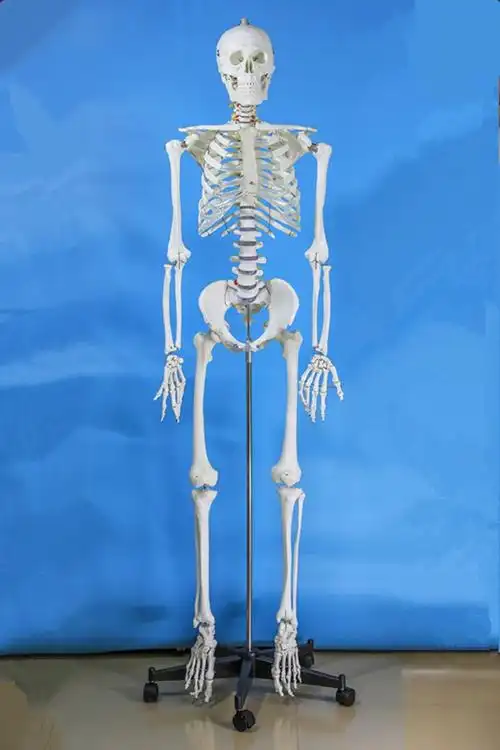人体模型 成人小白骷髅教学脊椎 成人全身骷髅骨架标本 170cm普通无