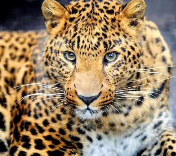 求下图豹的高清大图,背景黑带点绿