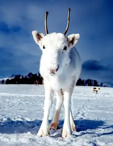 挪威的白色驯鹿,犹如冰雪精灵,网友:梦中的圣诞节场景