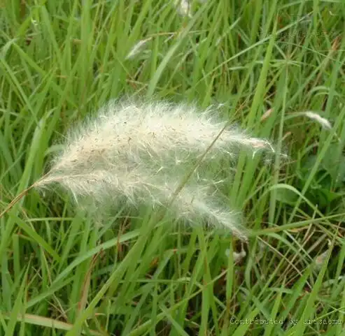 【药理作用】中草药使用禾本科植物茅根的根茎.该药材性寒,味甘,无毒.