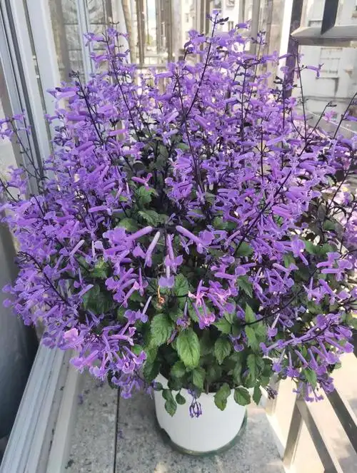 开花机器特丽莎香茶菜,南方几乎全年开花,南窗台也能养爆盆