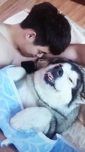 男朋友搂着哈士奇睡觉,当看到狗狗表情后,简直让女子哭笑不得!
