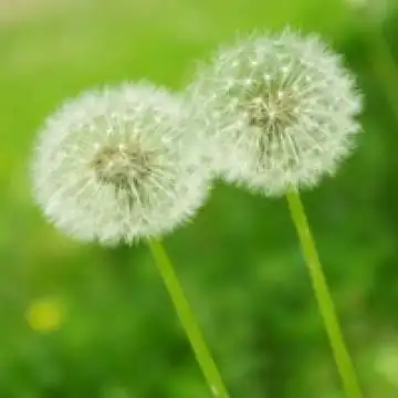 每一次都带着愿望离开,风景头像图片-回车桌面