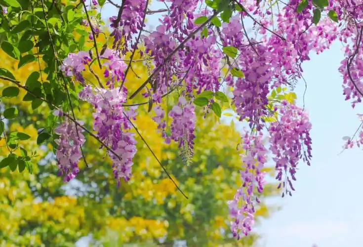 大自然_运动_鲜花