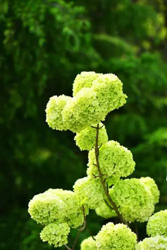 最美人间五月天一一绿绣球