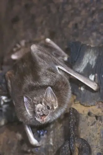 翼手目·吸血蝠科:吸血蝙蝠