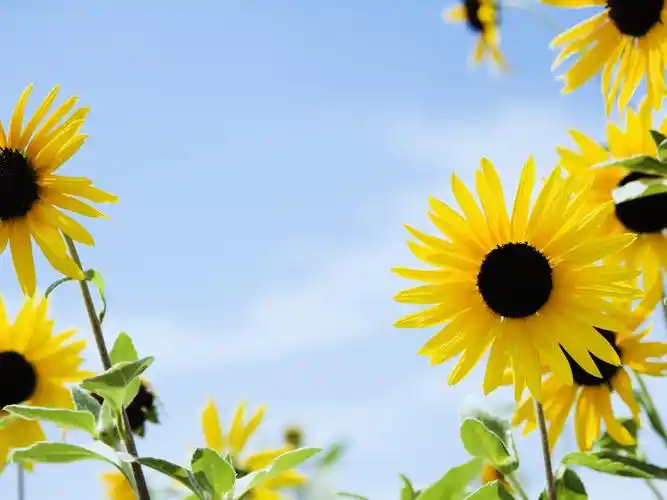 晴空下的鲜花8 - 1600x1200